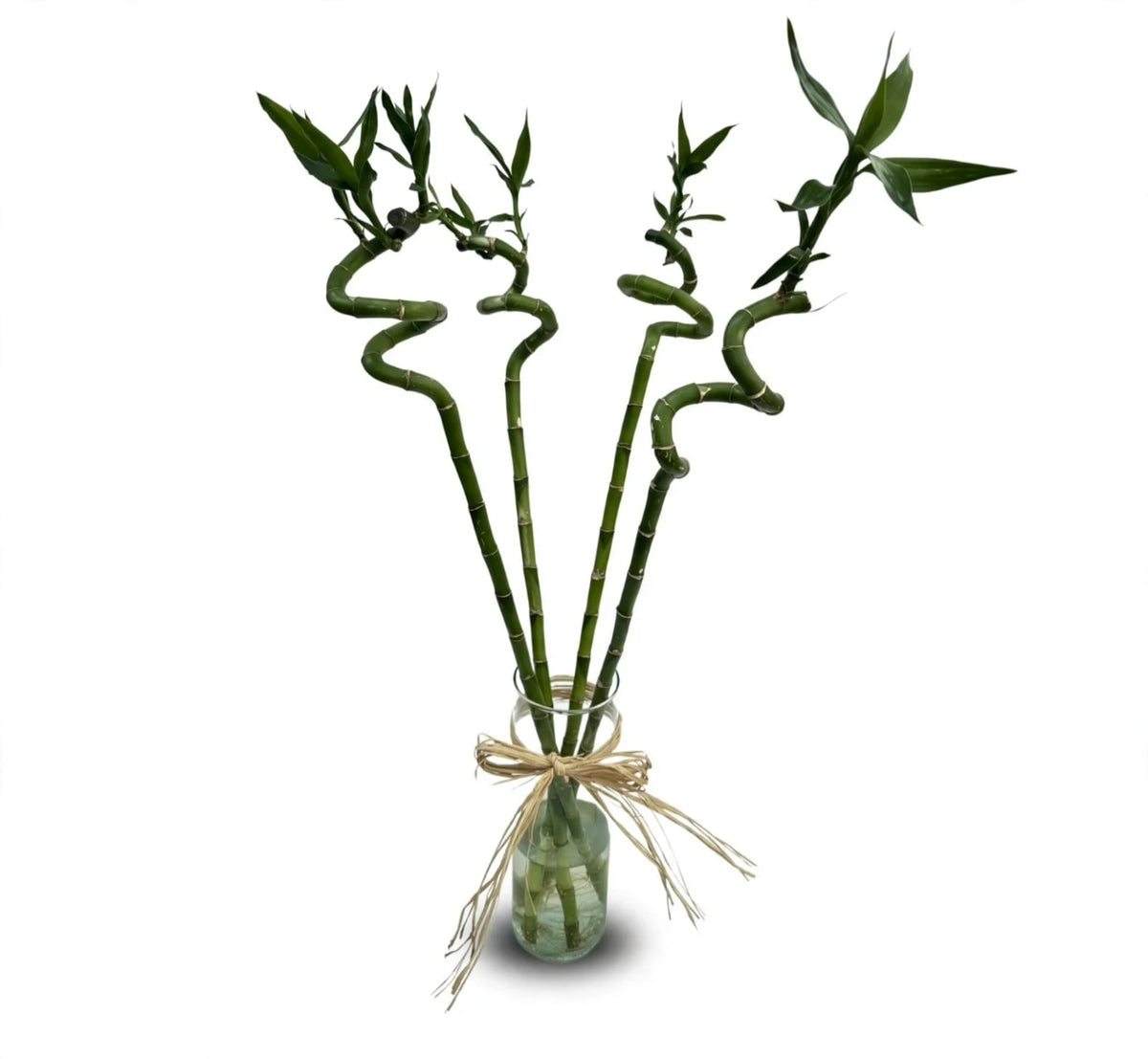 Bamboos in glass vase