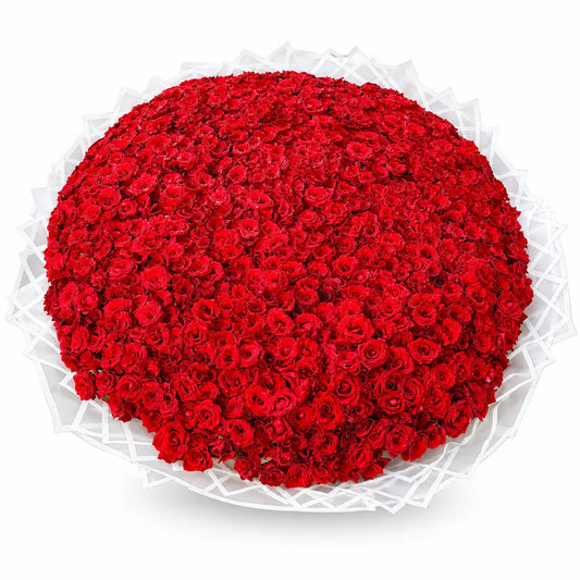 (500 - 1000 ) Red Roses